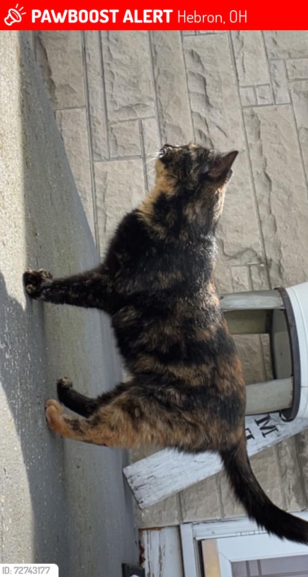 Lost Female Cat last seen Main street Hebron , Hebron, OH 43025