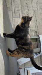 Lost Female Cat last seen Main street Hebron , Hebron, OH 43025