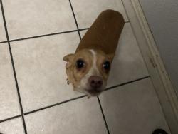 Lost Male Dog last seen Las Vegas Metropolitan Police Department, Downtown Area Command, Las Vegas, NV 89101