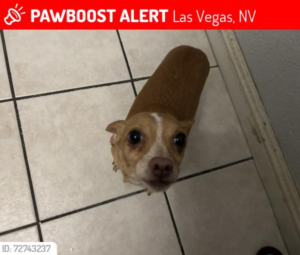 Lost Male Dog last seen Las Vegas Metropolitan Police Department, Downtown Area Command, Las Vegas, NV 89101