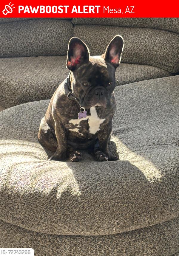 Lost Female Dog last seen university dr , Mesa, AZ 85205