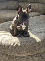 Lost Female Dog last seen university dr , Mesa, AZ 85205