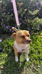 Lost Female Dog last seen Fern and walnut , Ontario, CA 91762