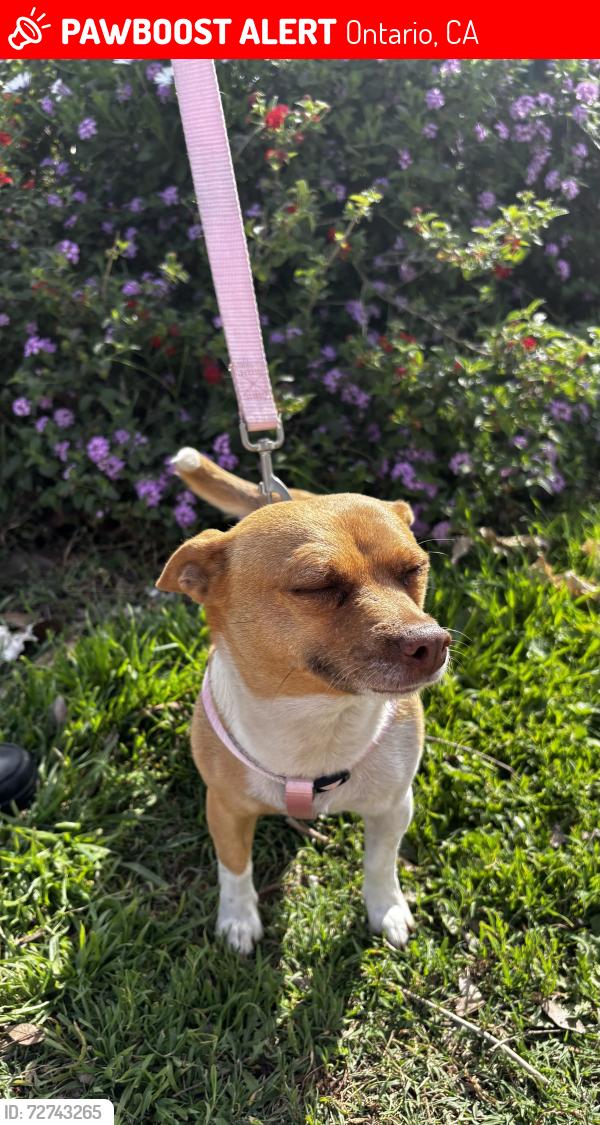 Lost Female Dog last seen Fern and walnut , Ontario, CA 91762