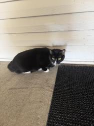 Found/Stray Unknown Cat last seen Richmond HWY and Delaware st , Woodbridge, VA 22191