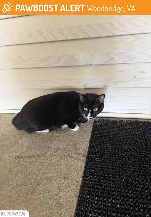 Found/Stray Unknown Cat last seen Richmond HWY and Delaware st , Woodbridge, VA 22191