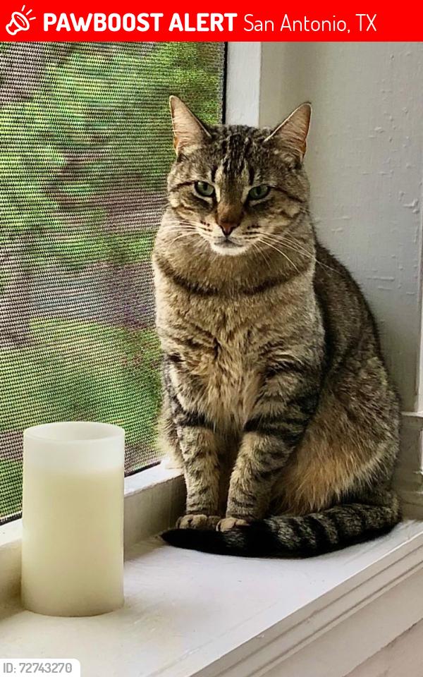 Lost Male Cat last seen W. Huisache & Main, San Antonio, TX 78212
