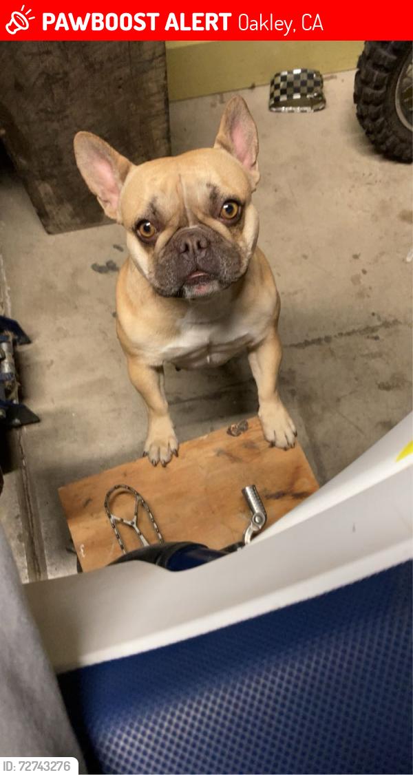 Lost Female Dog last seen Woodmeadow pl, Oakley, CA 94561