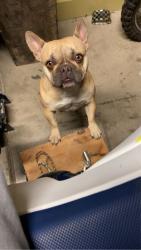 Lost Female Dog last seen Woodmeadow pl, Oakley, CA 94561