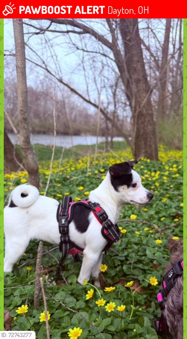 Lost Female Dog last seen Near E 3rd St, Dayton, OH 45403, Dayton, OH 45403