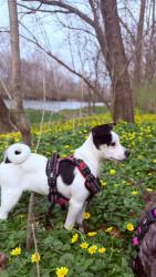 Lost Female Dog last seen Near E 3rd St, Dayton, OH 45403, Dayton, OH 45403