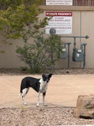 Found/Stray Unknown Dog last seen Taylor ranch Self Storage , Albuquerque, NM 87120