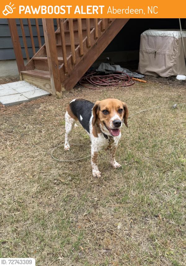 Found/Stray Female Dog last seen Saunders Blvd and Bethesda Road, Aberdeen, NC 28315