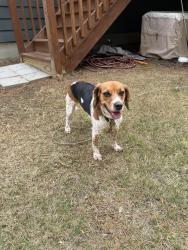 Found/Stray Female Dog last seen Saunders Blvd and Bethesda Road, Aberdeen, NC 28315
