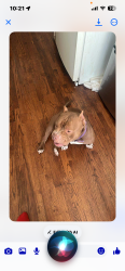 Lost Male Dog last seen Clarita street, Detroit, MI 48235