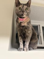 Lost Female Cat last seen River Styx trail near its convergence with Dixon cave trail , Edmonson County, KY 42259