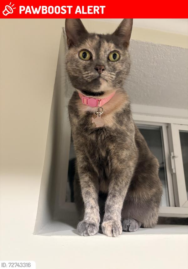 Lost Female Cat last seen River Styx trail near its convergence with Dixon cave trail , Edmonson County, KY 42259