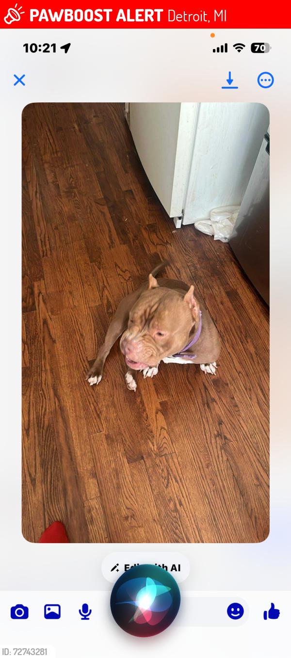 Lost Male Dog last seen Clarita street, Detroit, MI 48235