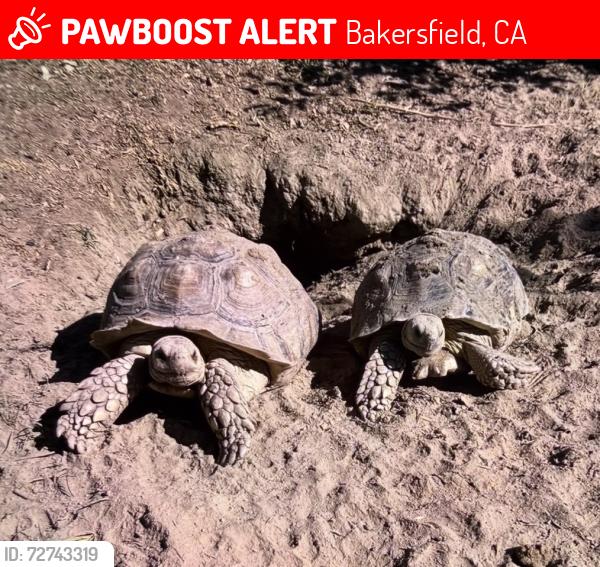 Lost Unknown Reptile last seen Belle terrace and Madison st , Bakersfield, CA 93307