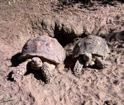 Lost Unknown Reptile last seen Belle terrace and Madison st , Bakersfield, CA 93307