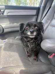 Found/Stray Female Dog last seen Guilford County Animal Resource Center, Greensboro, NC 27407