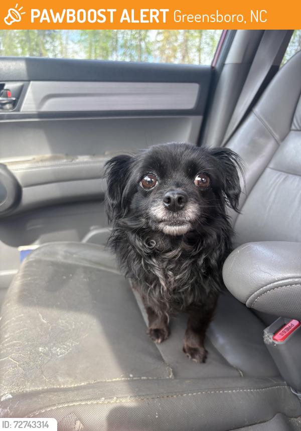 Found/Stray Female Dog last seen Guilford County Animal Resource Center, Greensboro, NC 27407