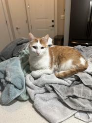 Lost Male Cat last seen South boulevard, Charlotte, NC 28210