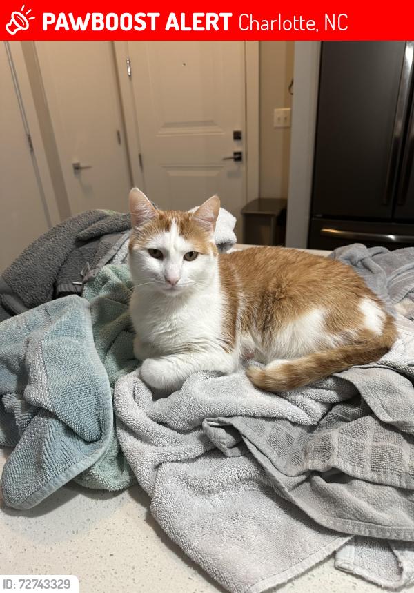 Lost Male Cat last seen South boulevard, Charlotte, NC 28210