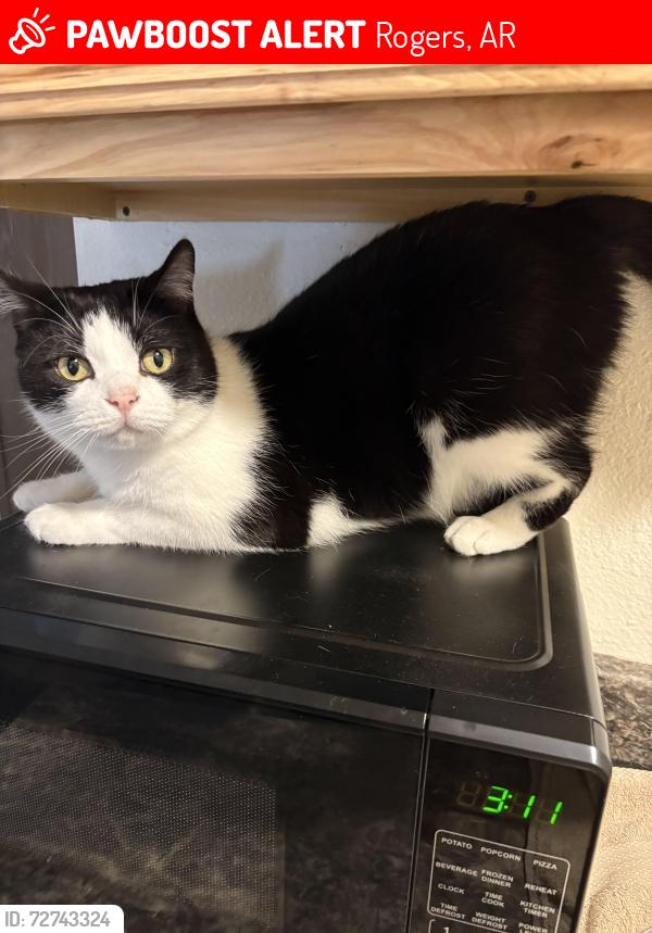 Lost Male Cat last seen Near s 9th street, Roger’s Ar 72758, Rogers, AR 72758
