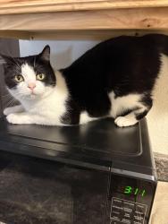 Lost Male Cat last seen Near s 9th street, Roger’s Ar 72758, Rogers, AR 72758