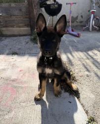 Lost Male Dog last seen Ran out the side gate of our hse, San Diego, CA 92114