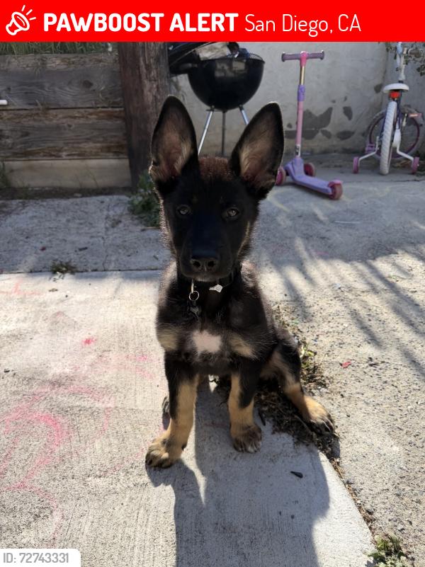 Lost Male Dog last seen Ran out the side gate of our hse, San Diego, CA 92114