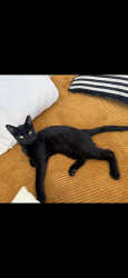 Lost Male Cat last seen Lancassange, Jeffersonville, IN 47130
