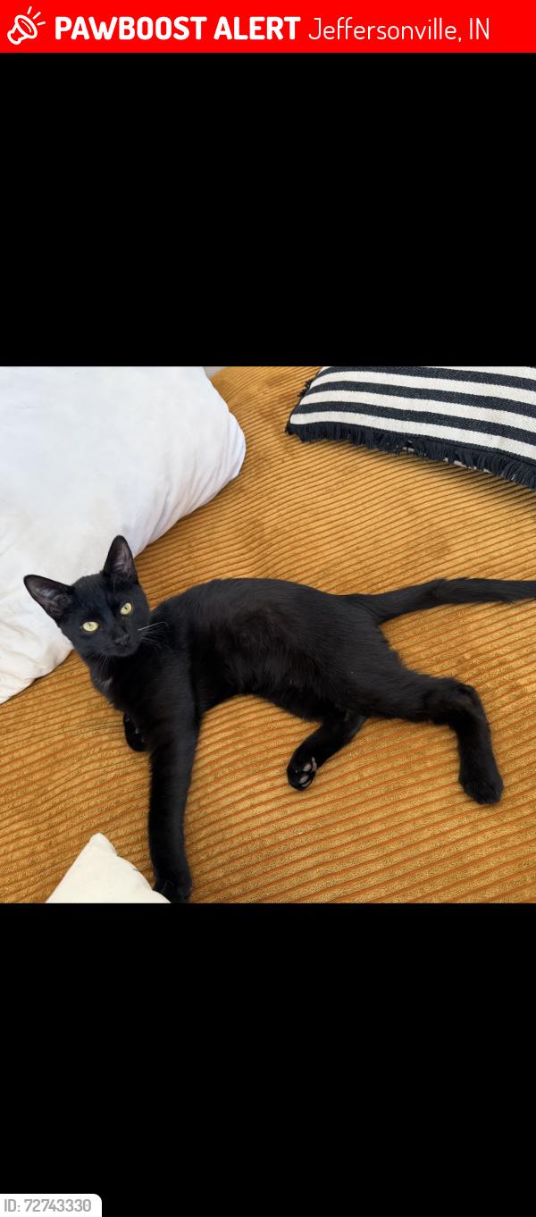 Lost Male Cat last seen Lancassange, Jeffersonville, IN 47130
