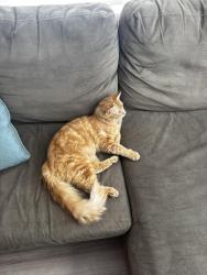 Lost Male Cat last seen Alexan at Pena Station, Denver, CO 80249