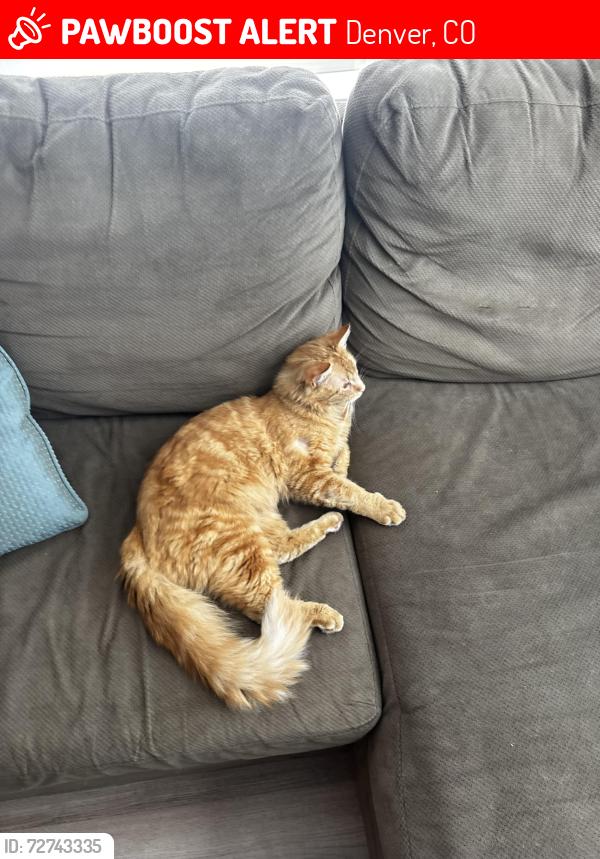 Lost Male Cat last seen Alexan at Pena Station, Denver, CO 80249
