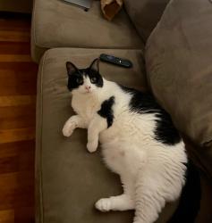Lost Female Cat last seen Owls Nest, Sanford, NC 27330