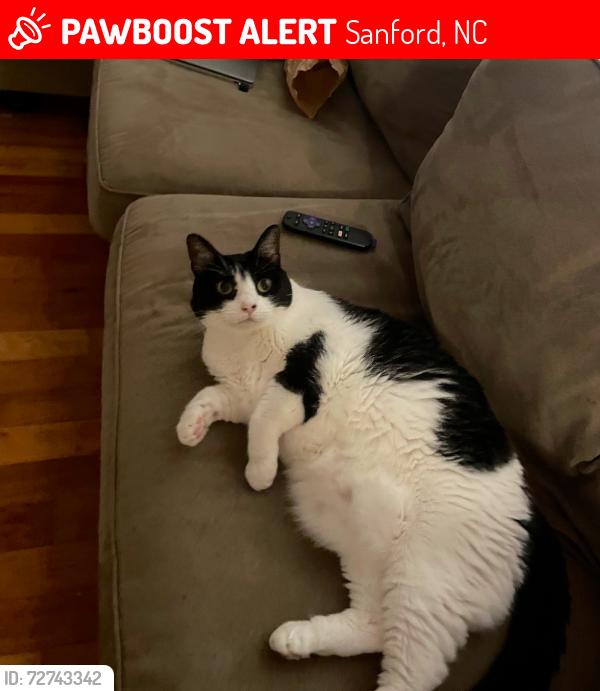 Lost Female Cat last seen Owls Nest, Sanford, NC 27330