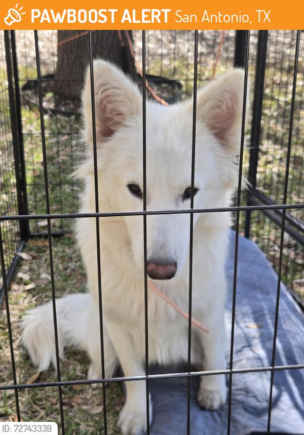 Found/Stray Female Dog last seen CHEYENNE VALLEY, San Antonio, TX 78239