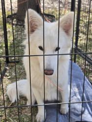 Found/Stray Female Dog last seen CHEYENNE VALLEY, San Antonio, TX 78239