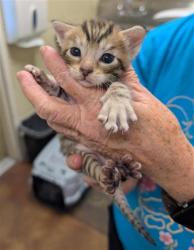 Shelter Stray Male Cat last seen RIZA AVE & STOCKTON BLVD, Sacramento, CA 95818