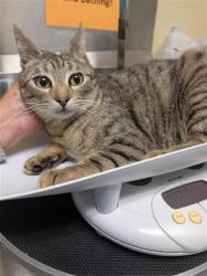 Shelter Stray Female Cat last seen RIZA AVE & STOCKTON BLVD, Sacramento, CA 95818