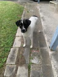 Found/Stray Male Dog last seen Sibley Rd, Augusta, GA 30909