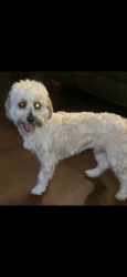 Lost Male Dog last seen Bluff springs , Cowarts, AL 36321