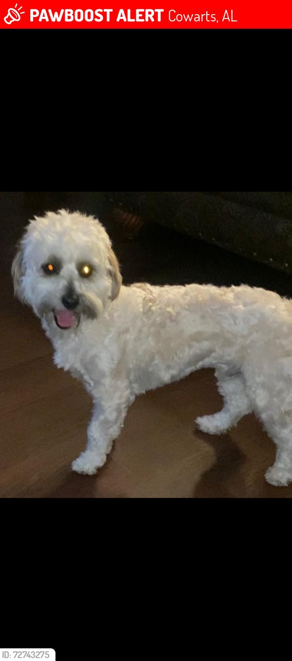 Lost Male Dog last seen Bluff springs , Cowarts, AL 36321