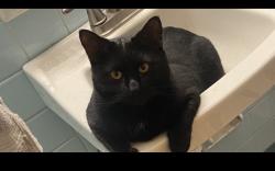 Lost Male Cat last seen Near , Middletown, OH 45042
