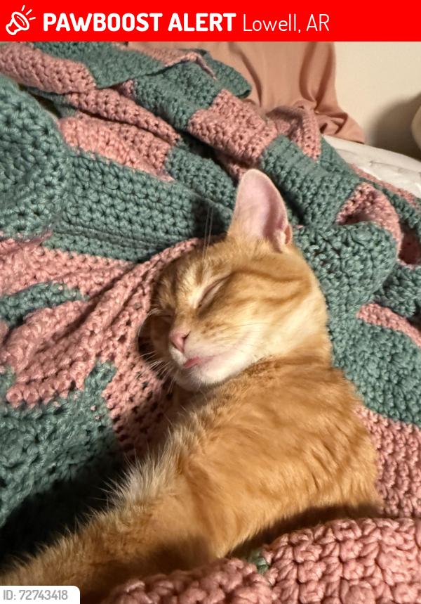 Lost Male Cat last seen Club car wash, Lowell, AR 72745