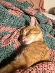 Lost Male Cat last seen Club car wash, Lowell, AR 72745