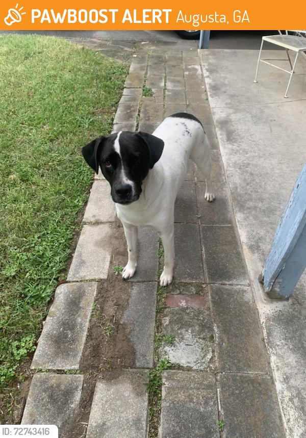 Found/Stray Male Dog last seen Sibley Rd, Augusta, GA 30909