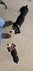 Found/Stray Male Dog last seen Orange Plank Rd , Locust Grove, VA 22508